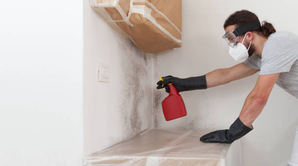 Professional Basement Mold Removal technician working in Haw River, NC
