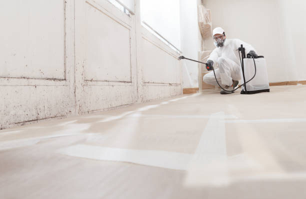 24/7 Emergency Basement Mold Removal experts in Haw River, NC
