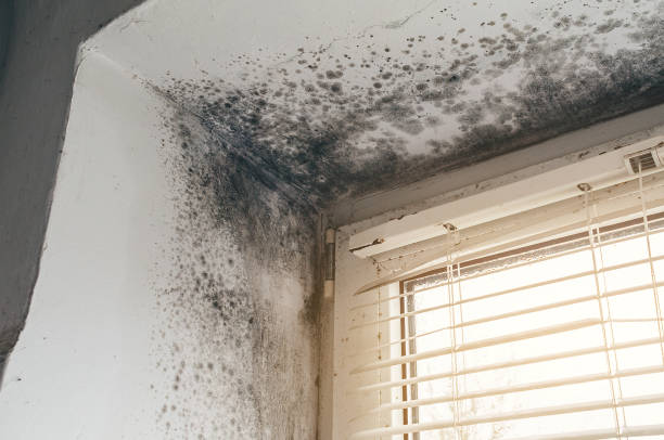 Affordable Basement Mold Removal solutions in Haw River, NC
