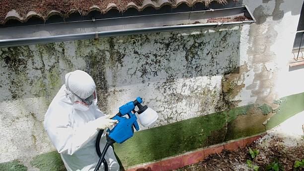 Top rated local Basement Mold Removal specialists in Haw River, NC